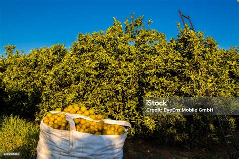 Naranjas recién cosechadas en un huerto de Belice