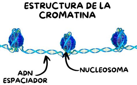 Esquema que muestra la transición de la cromatina desde la doble hélice de ADN hasta el cromosoma metafásico condensado.