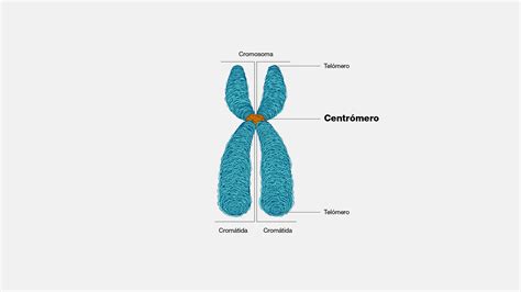 Diagrama de la morfología de un cromosoma mostrando centrómero, brazos p y q, y cinetocoros.