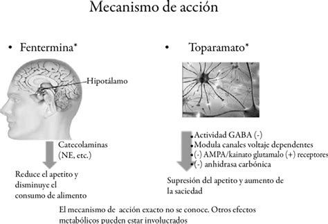 Esquema sobre el mecanismo de acción de la fentermina en el sistema nervioso central y la liberación de catecolaminas