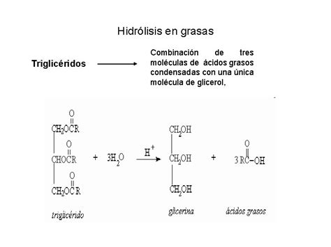 Esquema bioquímico que ilustra la hidrólisis de triglicéridos y su posterior transformación en sales de ácidos grasos (adipocira) en un entorno húmedo.