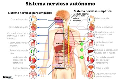Diagrama del sistema nervioso autónomo y sus funciones