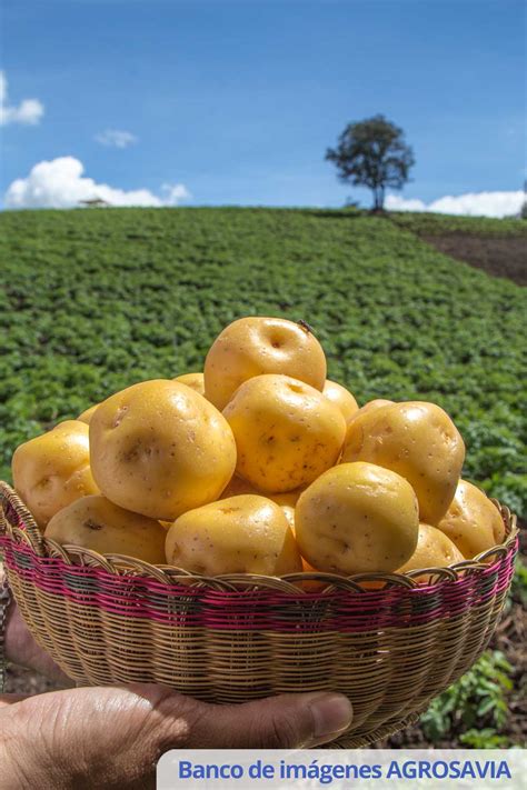 Foto de papas criollas o amarillas
