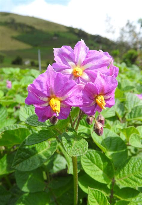 Foto de las flores de papa