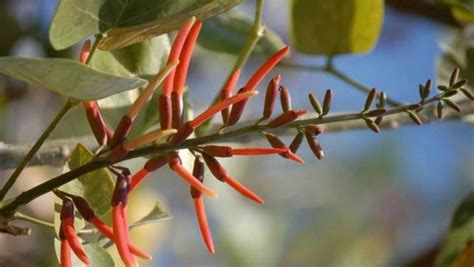 Flores de pito frescas listas para añadir a la sopa de frijoles.