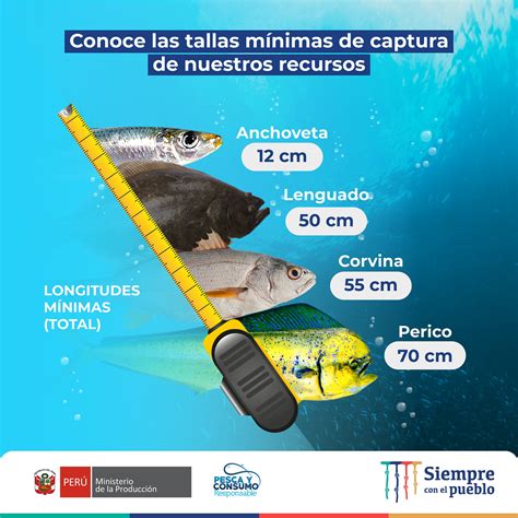 Infografía técnica sobre las tallas mínimas y artes de pesca permitidos para la reineta