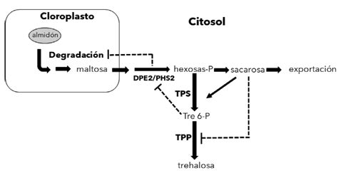 Diagrama que muestra la degradación nocturna del almidón en hojas de Arabidopsis, incluyendo enzimas del cloroplasto y citosol y el transporte de maltosa y glucosa.