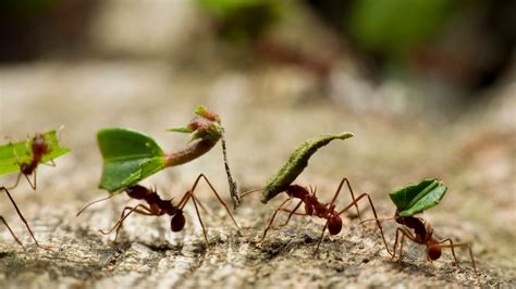 Esquema del comportamiento de las hormigas Atta mexicana al cortar y transportar hojas para su jardín de hongos