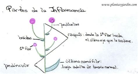 Esquema botánico de la coliflor mostrando sus partes y el desarrollo de la inflorescencia