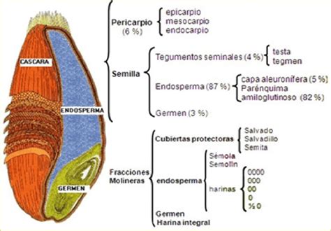 Diagrama de las partes del grano de trigo