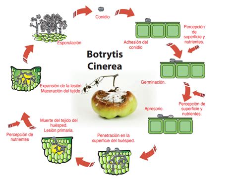 Esquema del ciclo de infección de Botrytis cinerea en cultivos frutales y puntos de control biotecnológico