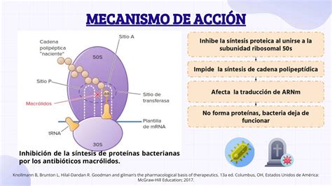 Infografía comparativa: Mecanismo de acción del extracto de Quillay frente a fungicidas sintéticos
