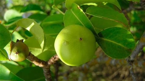 Imagen de un árbol de manzanillo de playa o su fruto con señal de advertencia