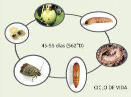 Ilustración del ciclo de vida de la carpocapsa (huevo, larva, pupa, adulto).