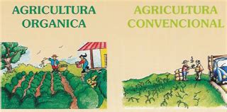 Diagrama que compara la producción convencional y orgánica de nueces.