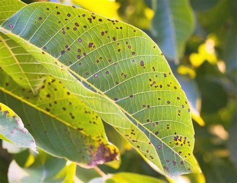 Hojas de nogal con manchas causadas por Alternaria.