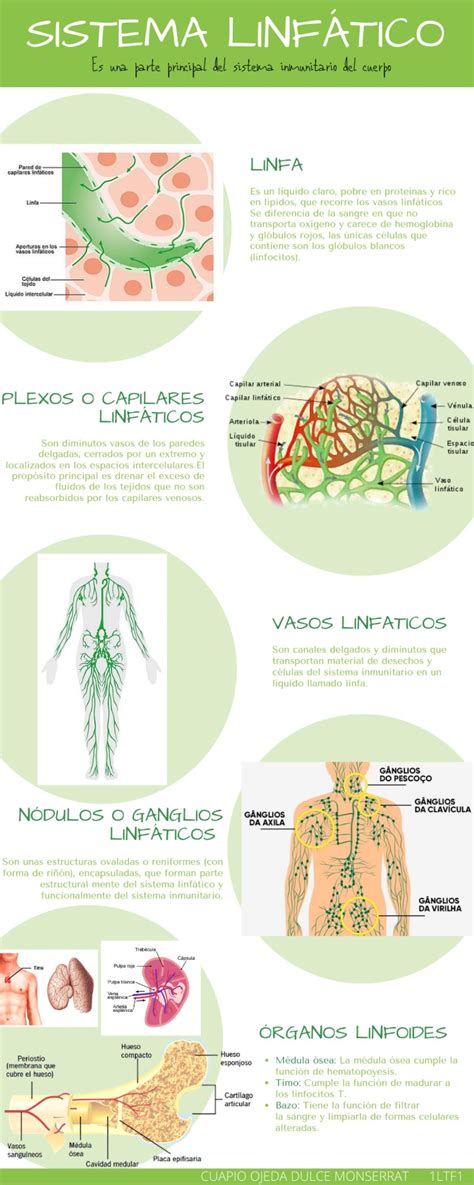 Esquema de cómo el agua fría afecta el sistema linfático y la circulación sanguínea.